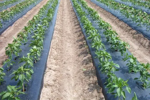 Our farm (today)